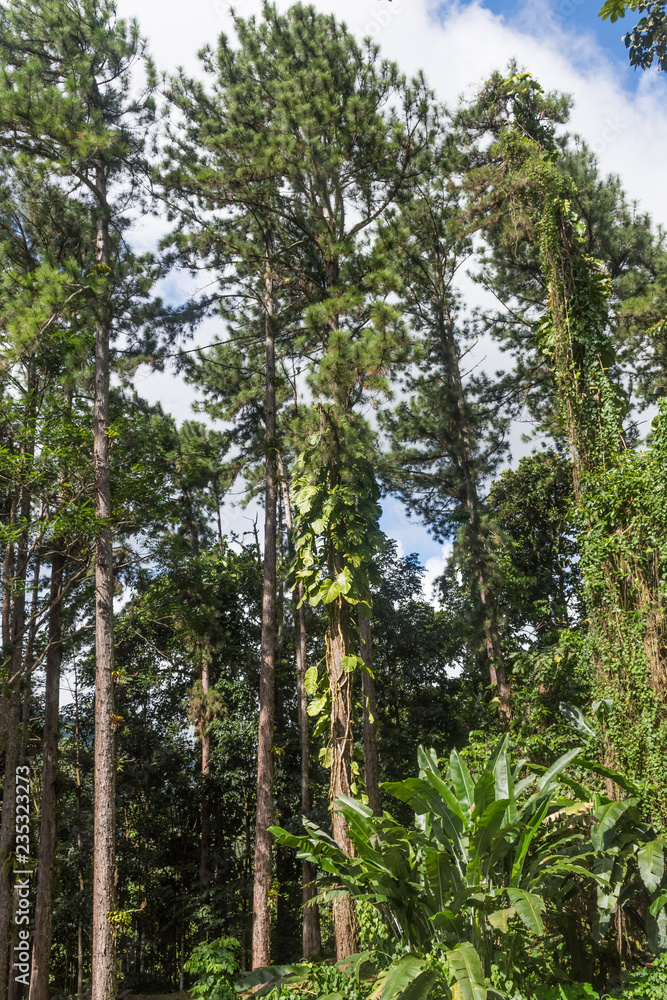 Fototapeta premium Jungle of Mount Pelee, Martinique