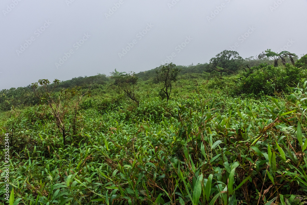 Lush vegetation in the jungle of Saint Lucia, Caribbean