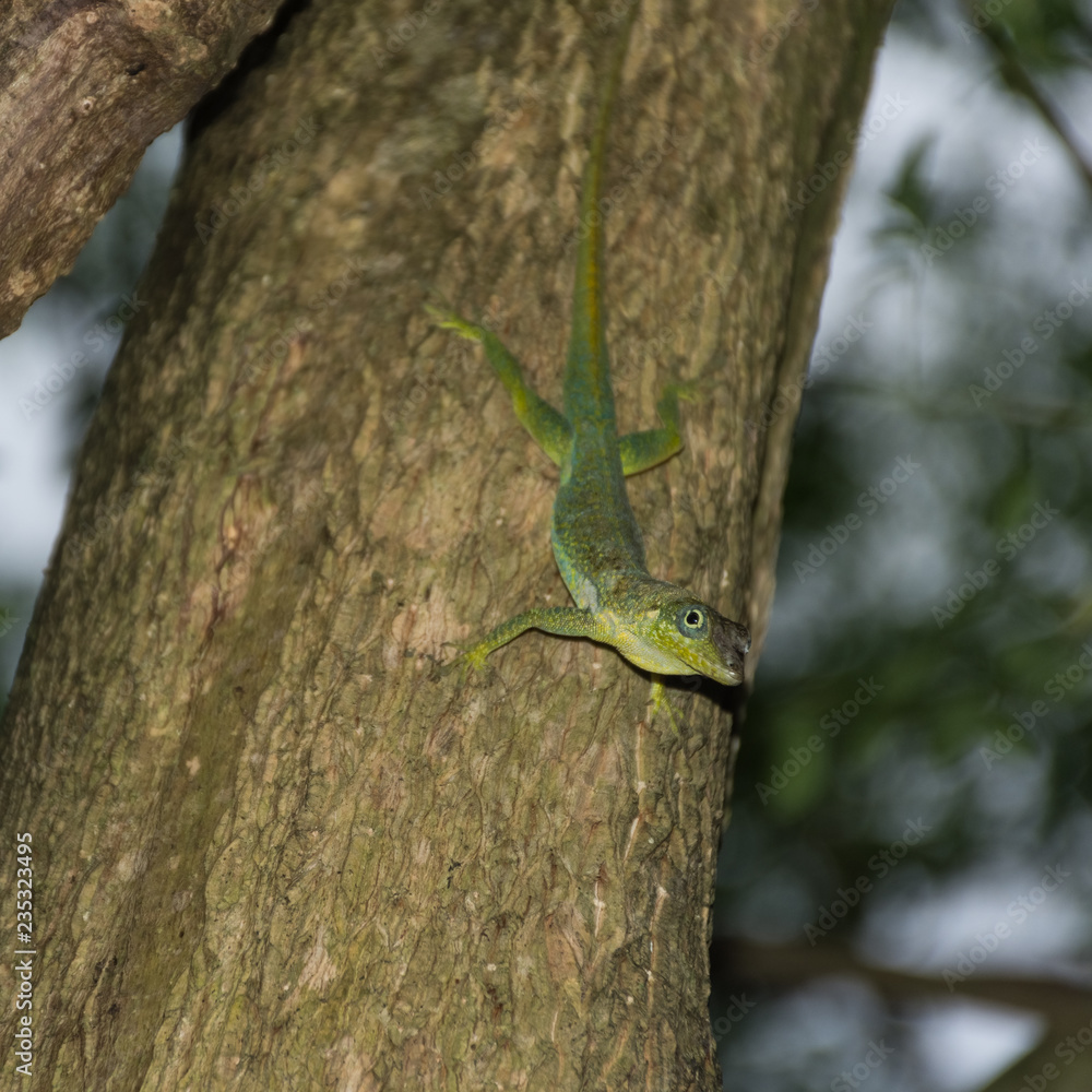Anolis Lizard on a tree in the jungle of Martinique Anolis Lizard on a tree in the jungle of Martinique