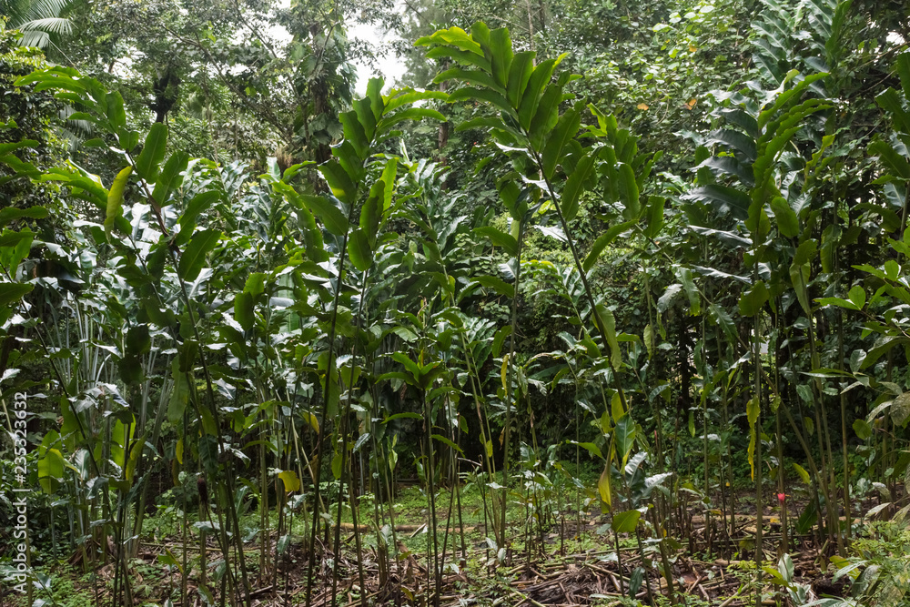 Lush vegetation in the jungle of Saint Lucia, Caribbean Lush vegetation in the jungle of Saint Lucia, Caribbean