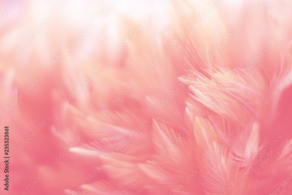 Blur Bird chickens feather texture for background, Fantasy, Abstract, soft color of art design.