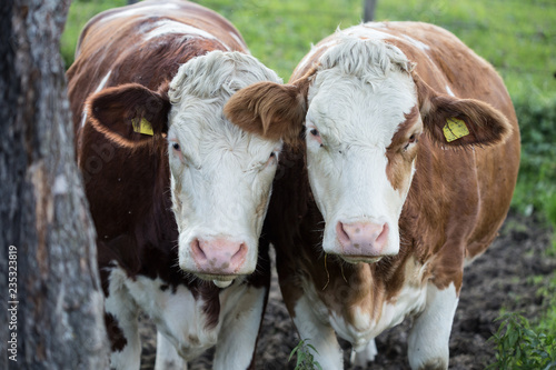 Wallpaper Mural Kühe auf der Weide Torontodigital.ca