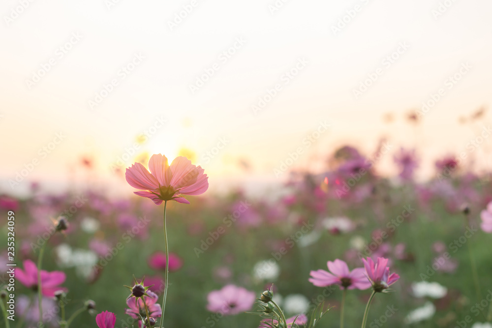 Beautiful purple cosmos flower in garden with sunlight and blue sky