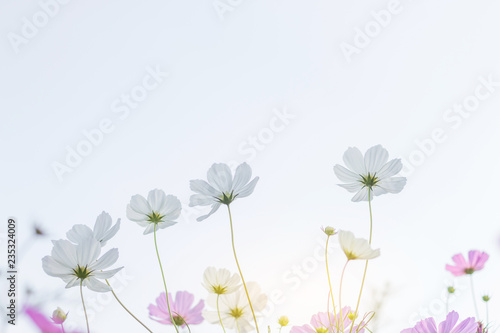 Beautiful purple cosmos flower in garden with sunlight and blue sky