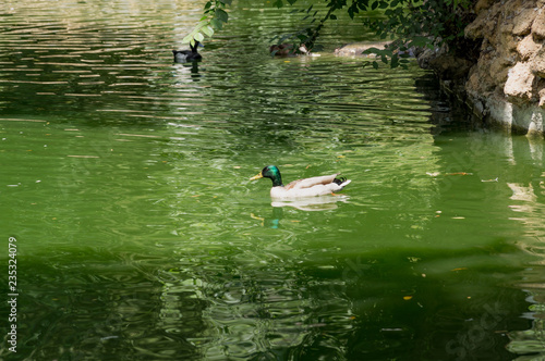 Waterfowl in lakes Maria Luisa Park in the Andalusian capital, Sevilla in Spain