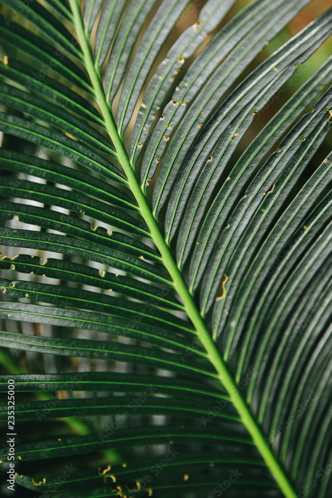 Palm tree in the forest