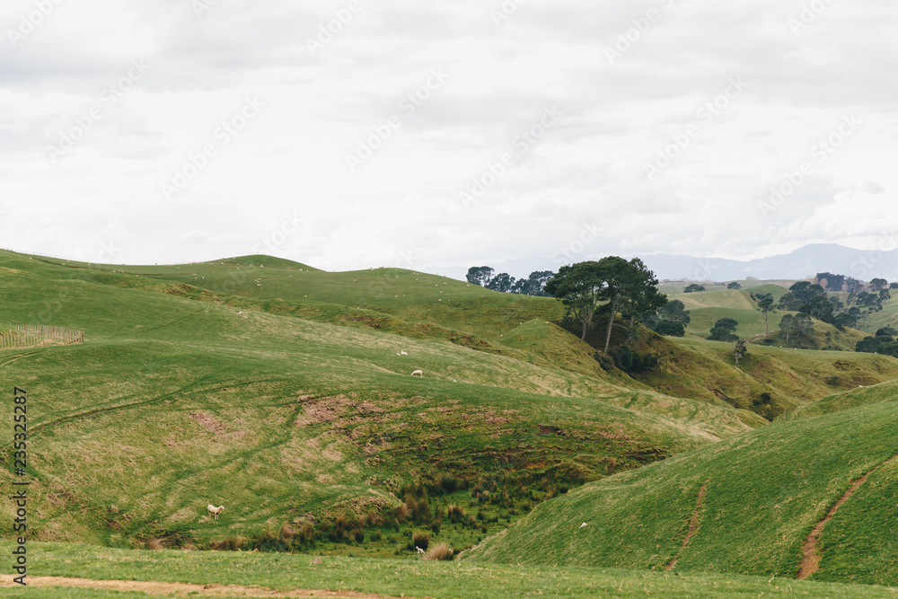 Fototapeta premium Sheep farm. Fields of New Zealand