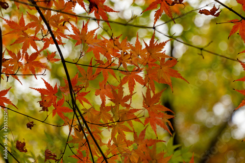 Autumn leaves in Japan, Park in Narita city, Chiba prefecture