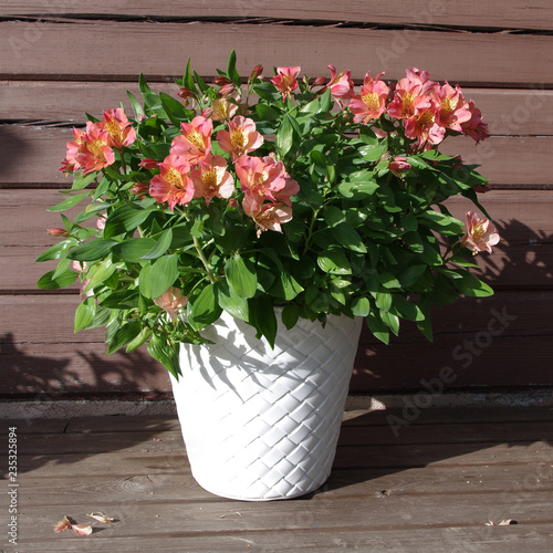 Beautiful pink alstroemeria in a white vase on wooden background. sunny summer day