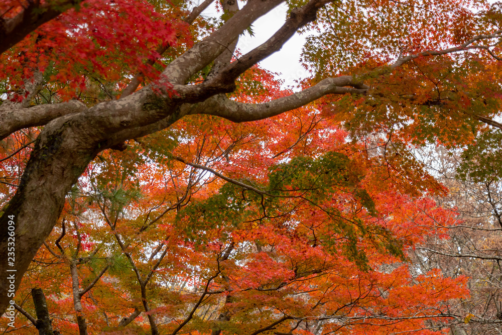 Autumn leaves in Japan, Park in Narita city, Chiba prefecture Autumn leaves in Japan, Park in Narita city, Chiba prefecture