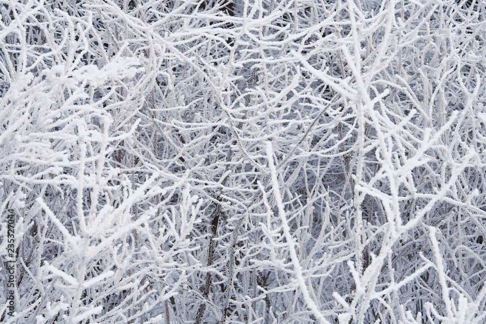 winter tree branches turned white from frost winter tree branches turned white from frost