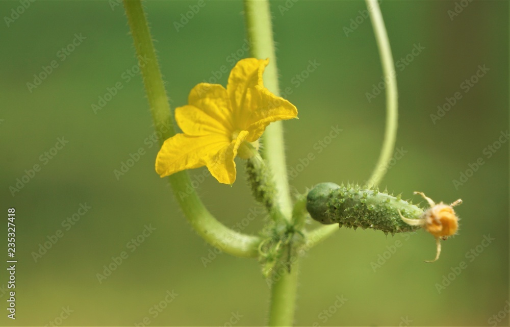 Baby cucumber with the flower on the tree on the green garden background, Summer in GA USA. Baby cucumber with the flower on the tree on the green garden background, Summer in GA USA.