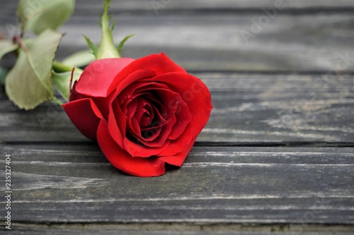 Closed up a pink rose, isolated on the wooden dock and green grass background ,Georgia USA