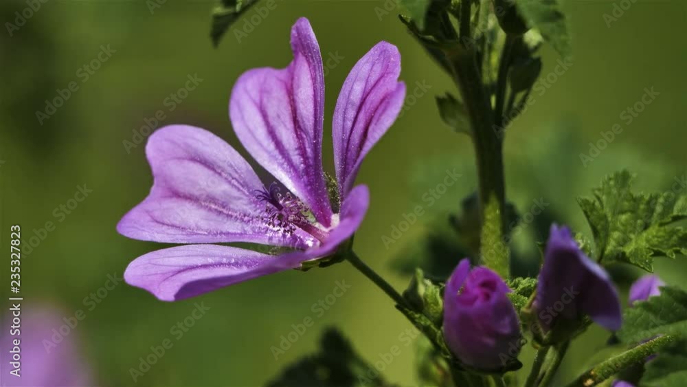 Malva sylvestris,cheeses also knowed as high mallow and tall mallow Malva sylvestris,cheeses also knowed as high mallow and tall mallow