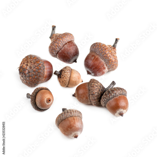 acorns of different size, top view, isolated, on white background