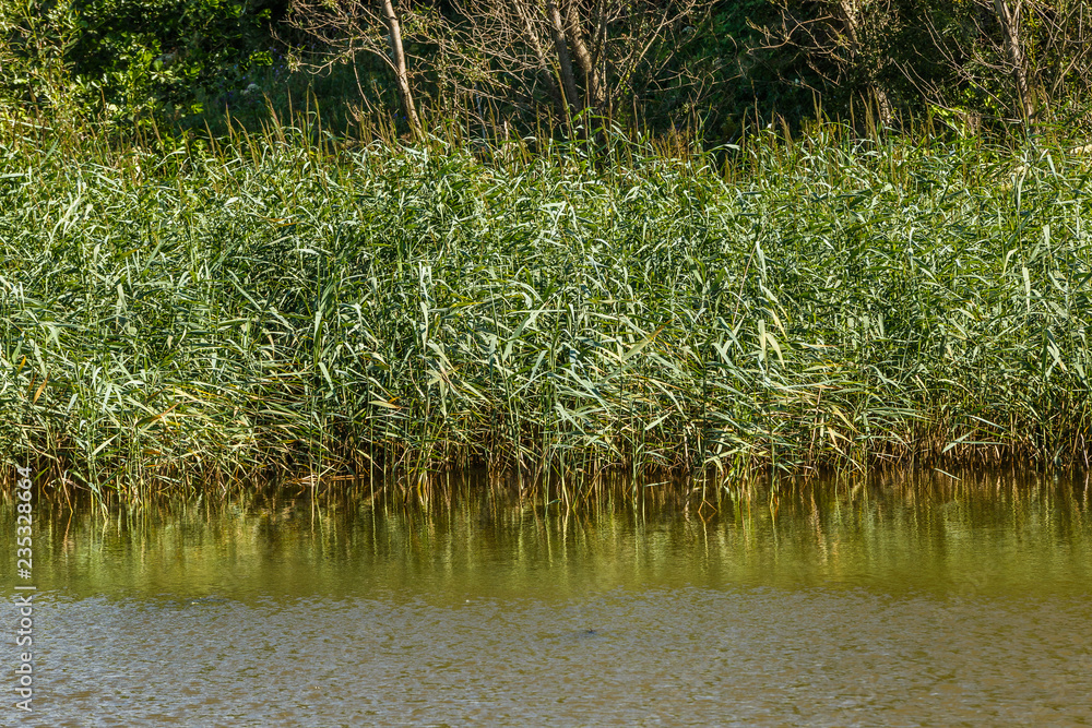 Fototapeta premium River bank overgrown with reeds and sedge on a summer day