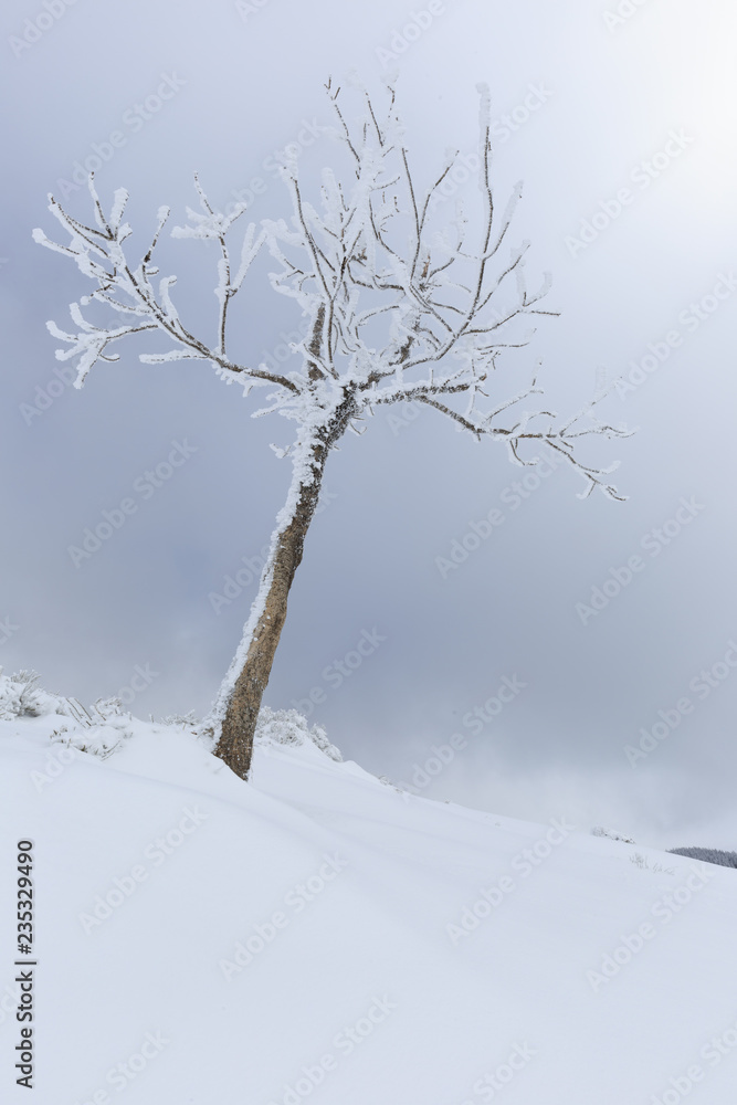 Fototapeta premium Arbre solitaire