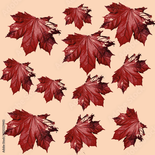 floral pattern illustration