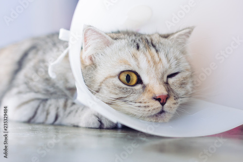 Cat wearing a protective buster collar
