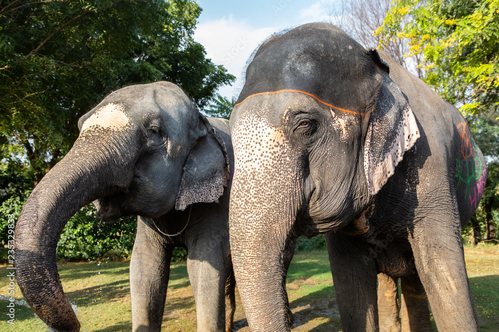 Fototapeta premium elephant