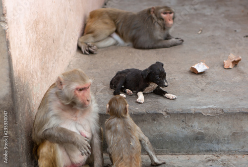 puppy with monkeys