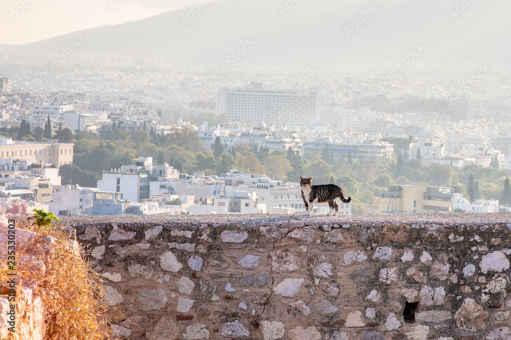 Φωτογραφία A cute stray cat walks along a ledge, part of the ruins of the Acropolis, with a view of the Athens, Greece cityscape