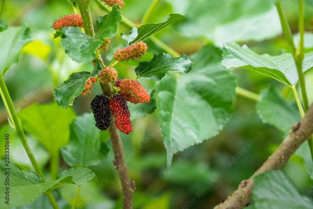 Fresh mulberry , black ripe and red unripe mulberries on the branch of tree. Fresh mulberry , black ripe and red unripe mulberries on the branch of tree.