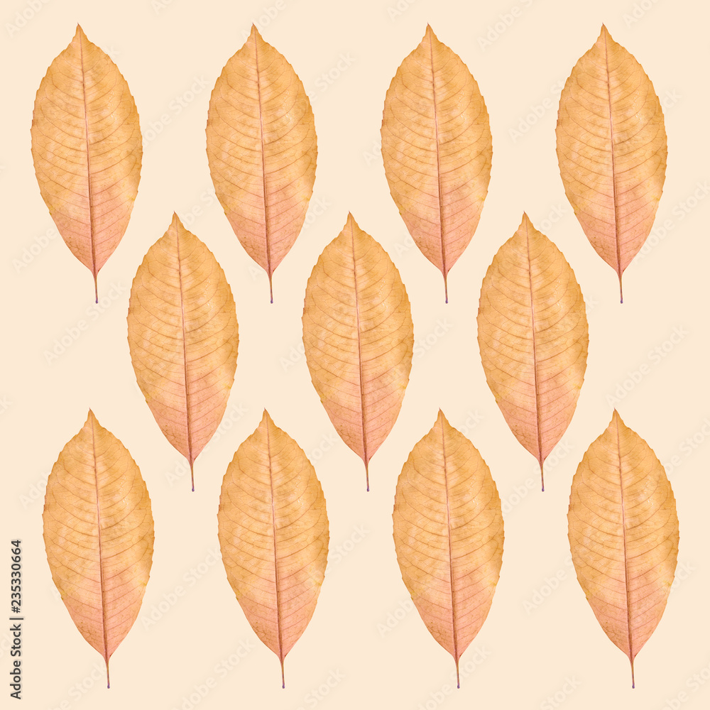 Obraz premium Close up of yellow autumn leaf pattern, background photo