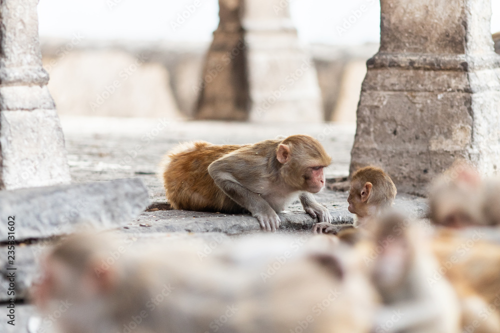 Obraz premium Macaque monkeys at the temple