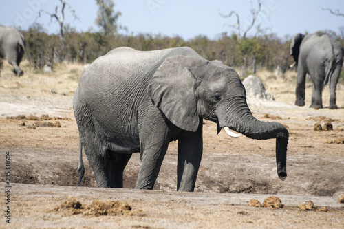 Elephant relaxing its proboscis
