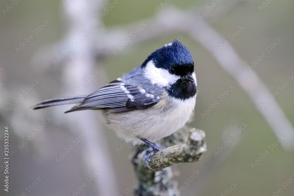Obraz premium Coal tit