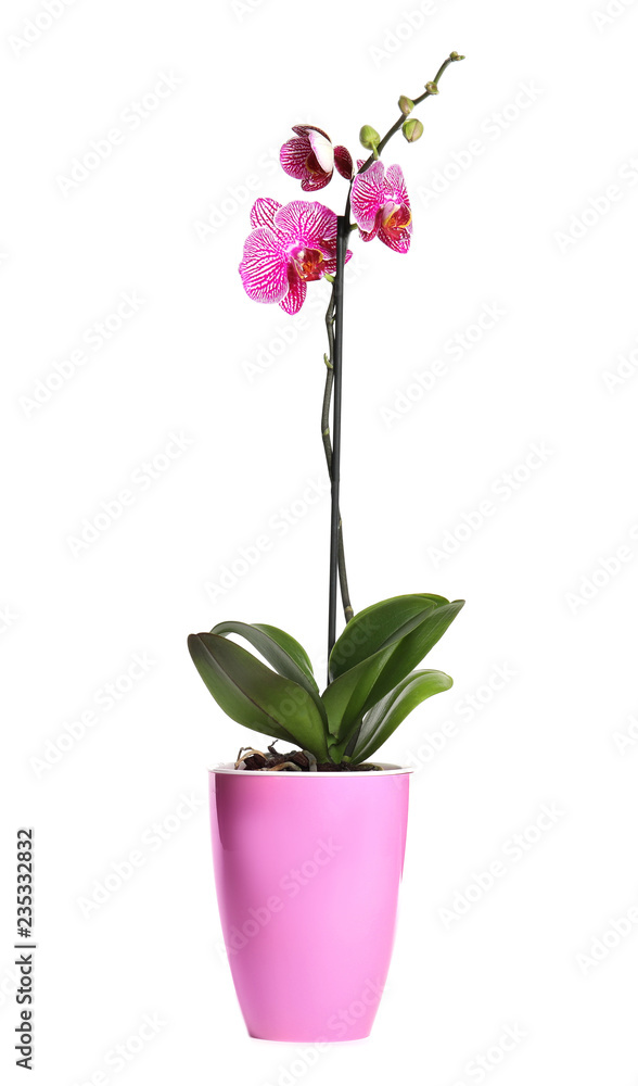 Beautiful tropical orchid flower in pot on white background Beautiful tropical orchid flower in pot on white background