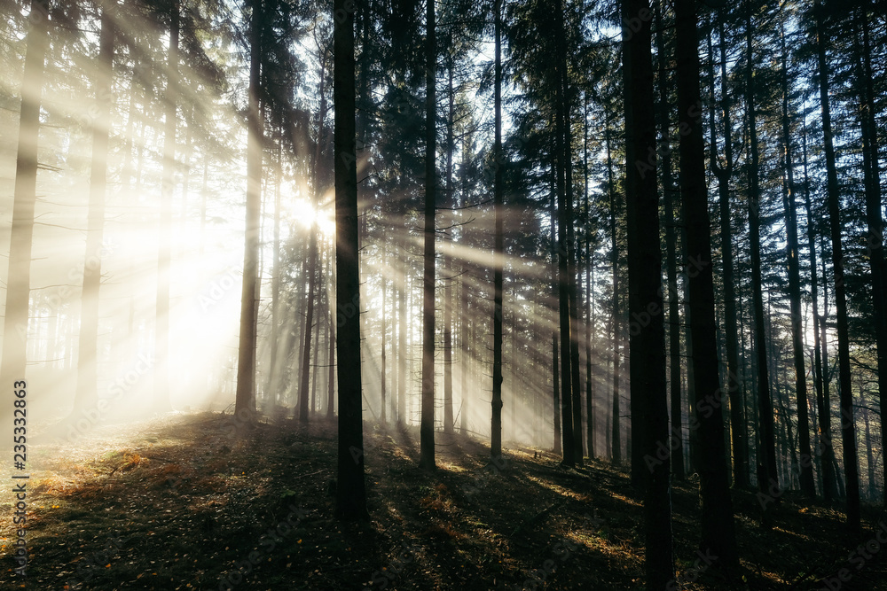 Naklejka premium Herbst nebel sonnne stimmung 