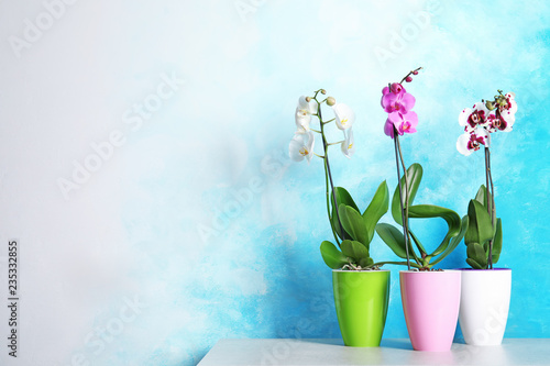 Fototapeta Naklejka Na Ścianę i Meble -  Beautiful tropical orchid flowers in pots on table near color wall. Space for text