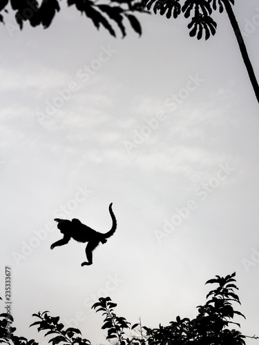  Salto do Macaco - Este    um macaco muito comum no Cerrado Brasileiro.