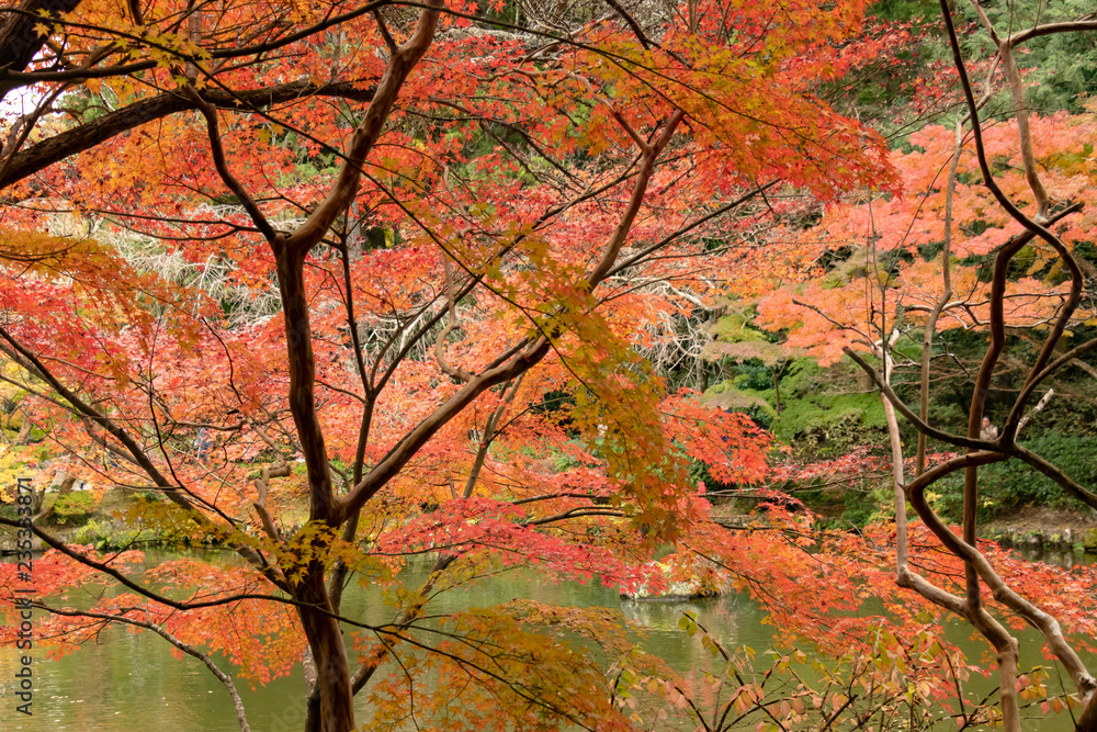 Autumn leaves in Japan, Park in Narita city, Chiba prefecture