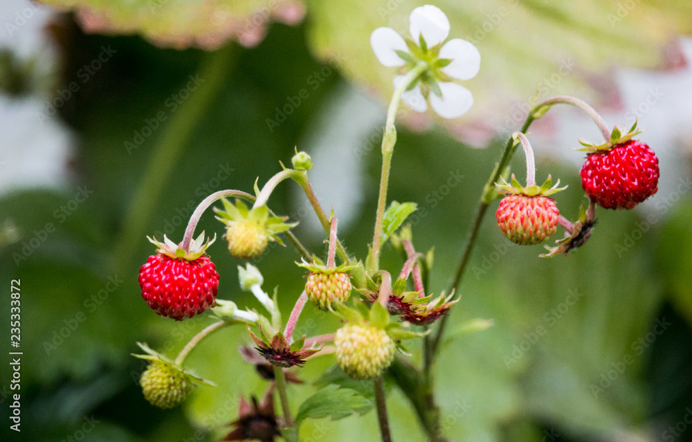 Wild Strawberries in my Garden Wild Strawberries in my Garden