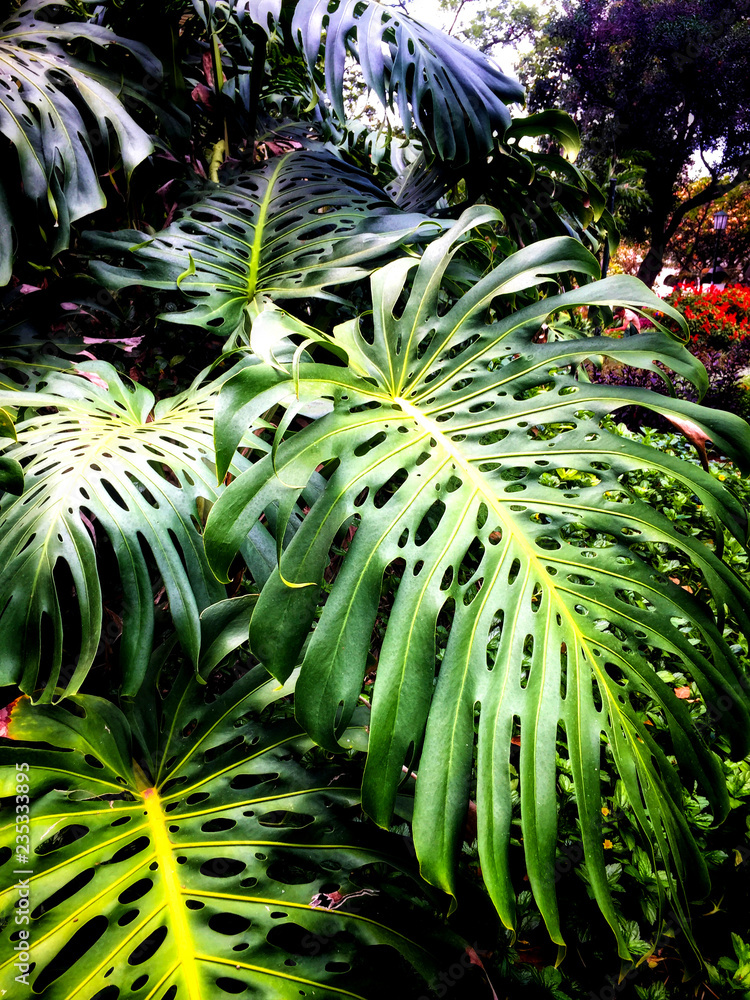 Fototapeta premium Close-up of Monstera Deliciosa in Madeira island, Portugal
