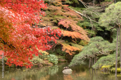 Autumn leaves in Japan  Park in Narita city  Chiba prefecture