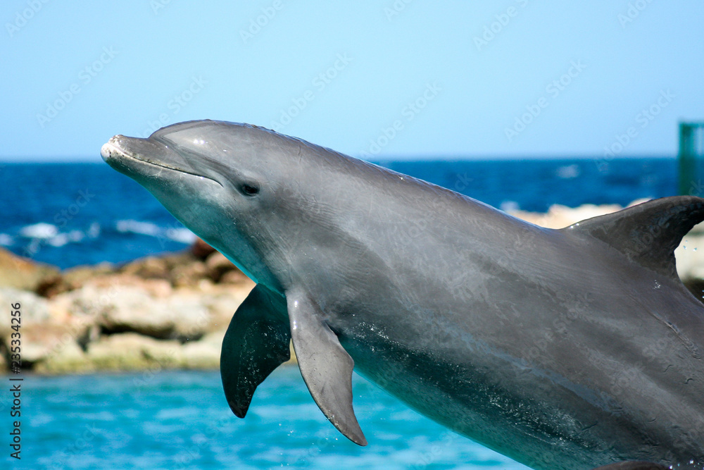 Naklejka premium Curacao