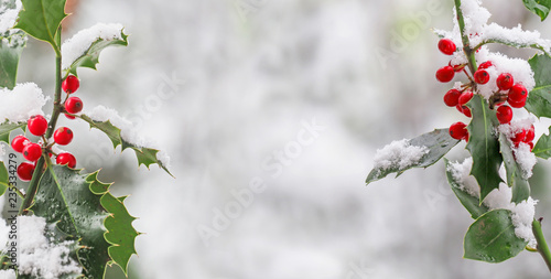 Obraz na plátne Holly (Ilex aquifolium) berries after a snowfall in winter