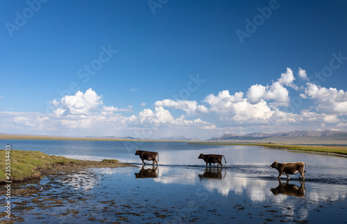 Fototapeta Naklejka Na Ścianę i Meble -  Landschaft am Song Köl See in Kirgistan