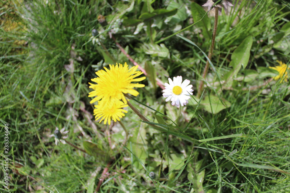 Obraz premium Yellow and white flowers on the garden