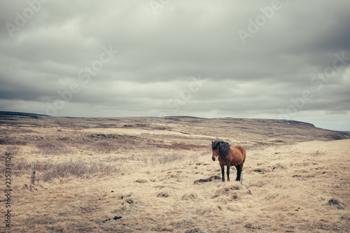 Island pferde  © romanb321