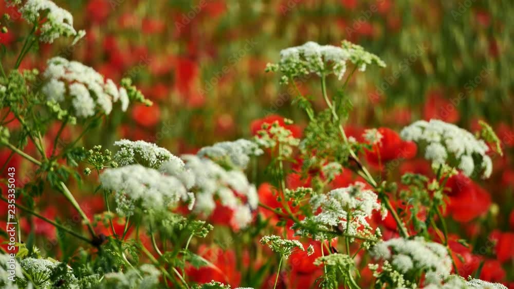 Daucus carota, wild carrot, and Poppies South of France Daucus carota, wild carrot, and Poppies South of France