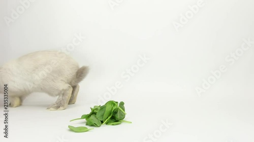 Bunny hop across frame