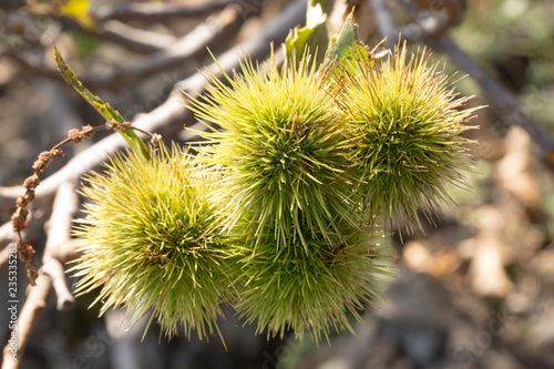Prickly chestnut fruit