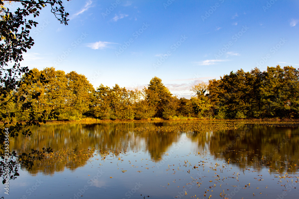 Fototapeta premium autumn landscape with lake and trees