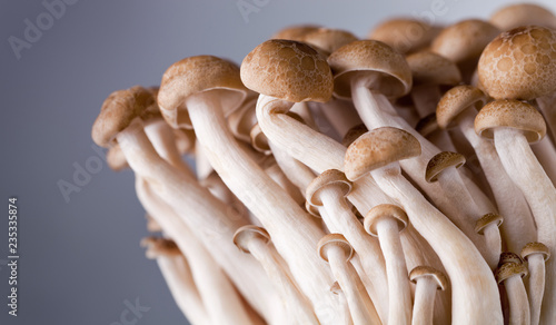 shimeji mushrooms brown varieties isolated 