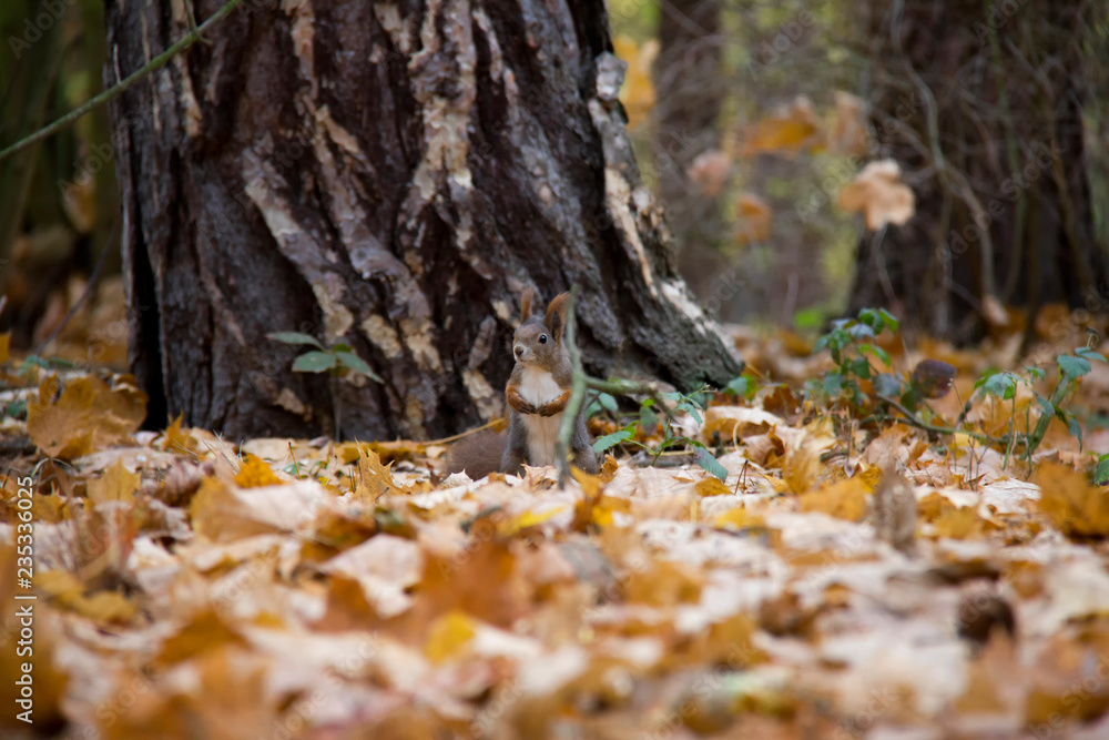 Red squirrel in autumn forest. Czech Republic. Red squirrel in autumn forest. Czech Republic.